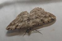 Peribatodes rhomboidaria