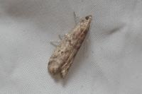 Ephestia elutella/woodiella