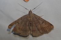 Zanclognatha lunalis