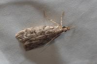 Scoparia