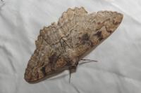 Alcis repandata