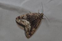 Deltote pygarga