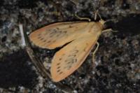 Miltochrista miniata