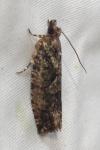 Zeiraphera isertana
