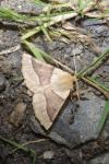 Crocallis elinguaria