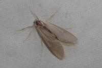 Acentria ephemerella