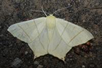 Ourapteryx sambucaria