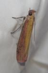 Oncocera semirubella