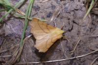 Ennomos alniaria