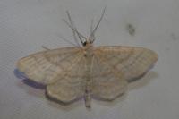 Idaea macilentaria
