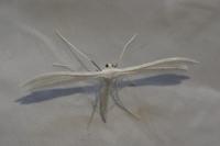 Pterophorus pentadactylus