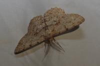 Hypomecis punctinalis