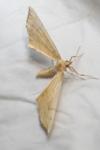 Gandaritis pyraliata