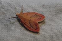Miltochrista miniata