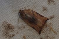 Archips podana