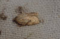 Acleris ferrugana/notana
