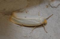 Cybosia mesomella