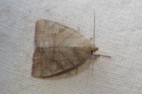 Cosmia trapezina