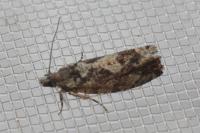 Zeiraphera isertana