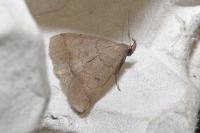Zanclognatha lunalis