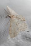 Hypomecis punctinalis