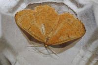 Angerona prunaria