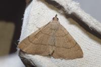 Paracolax tristalis