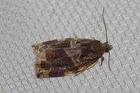 Archips xylosteana