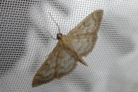 Patania ruralis