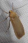 Katha depressa