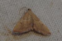 Endotricha flammealis