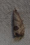 Notocelia uddmanniana