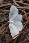 Cabera exanthemata