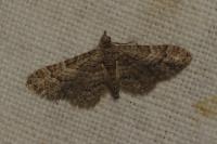Gymnoscelis rufifasciata
