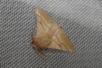 Malacosoma neustria