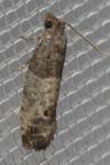 Spilonota ocellana