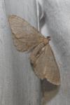 Philereme vetulata
