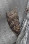 Cnephasia