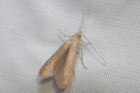 Coleophora flavipennella/lutipennella