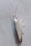 Coleophora kuehnella