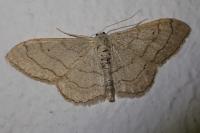 Idaea aversata