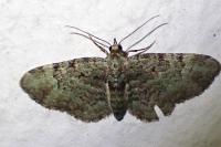 Pasiphila rectangulata