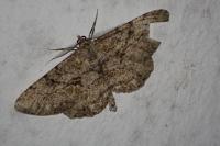 Peribatodes rhomboidaria