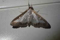 Cydalima perspectalis