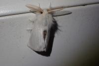 Euproctis chrysorrhoea