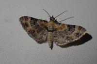 Eupithecia linariata/pulchellata
