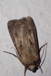 Agrotis exclamationis