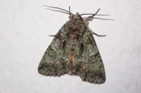 Polyphaenis sericata