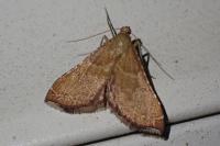 Endotricha flammealis