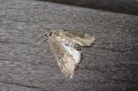 Parapoynx stratiotata